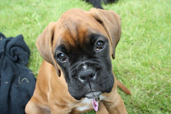 Boxer High On Life's Akaya billede 2