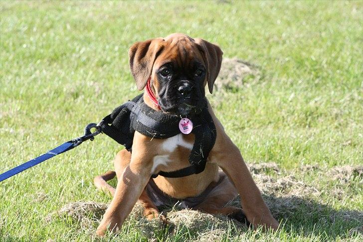 Boxer High On Life's Akaya billede 3