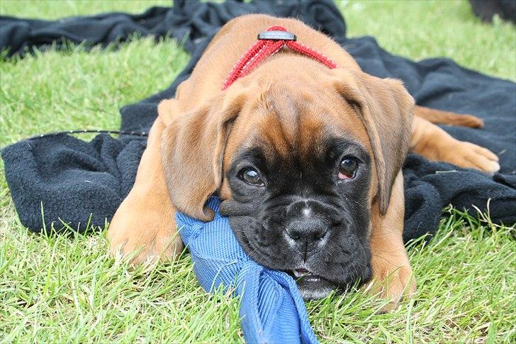 Boxer High On Life's Akaya billede 4