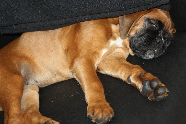 Boxer High On Life's Akaya billede 5