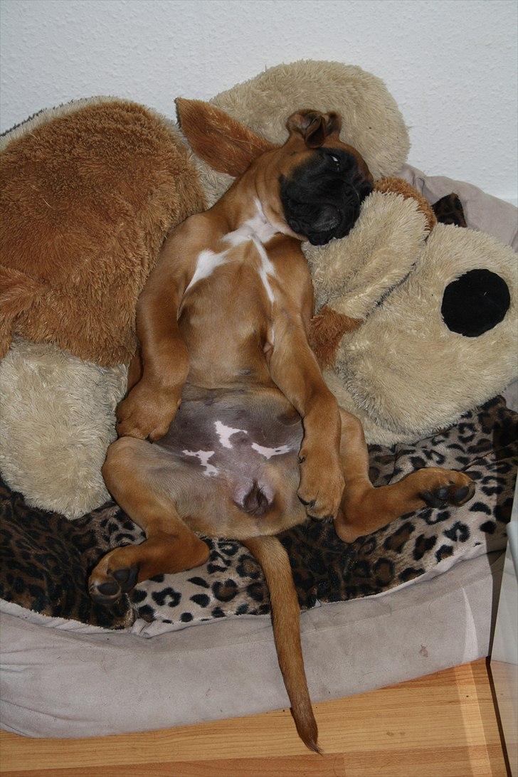 Boxer High On Life's Akaya billede 6