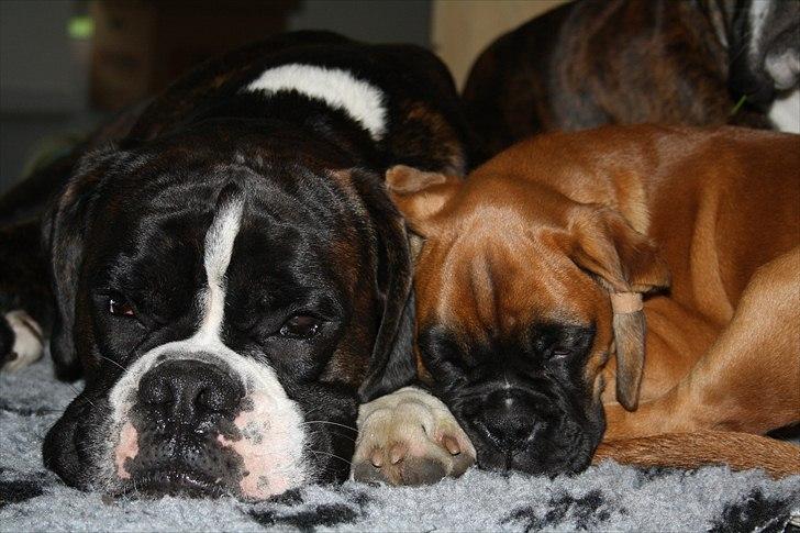 Boxer High On Life's Akaya billede 7