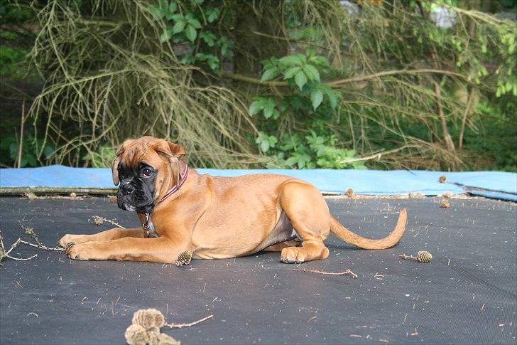 Boxer High On Life's Akaya billede 8