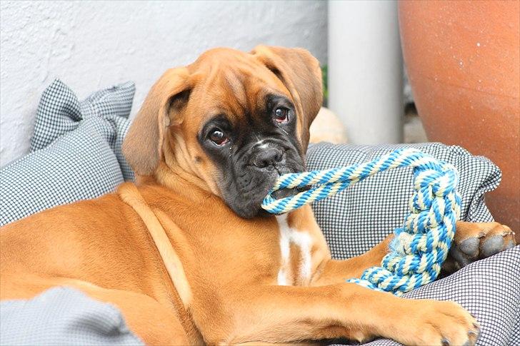 Boxer High On Life's Akaya billede 9