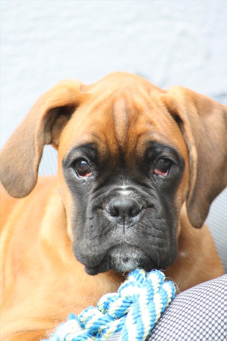 Boxer High On Life's Akaya billede 10