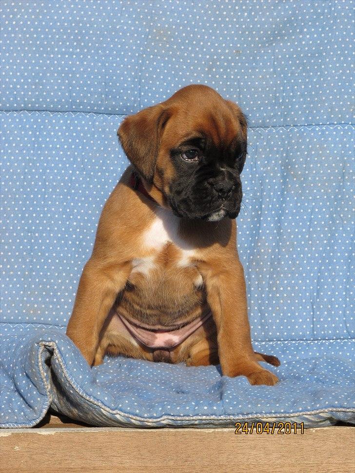 Boxer High On Life's Akaya billede 13