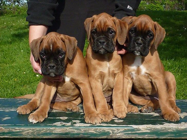 Boxer High On Life's Akaya billede 11