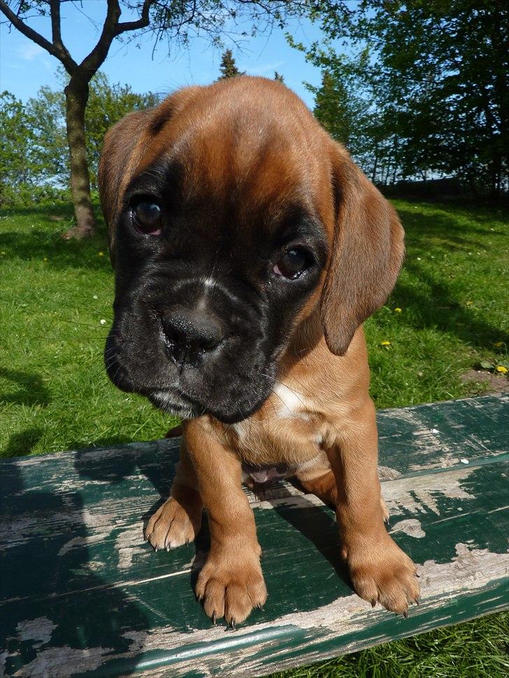 Boxer High On Life's Akaya billede 12