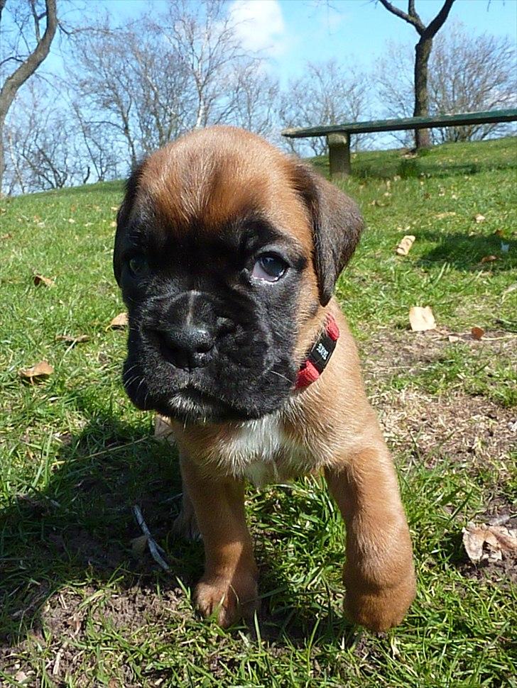 Boxer High On Life's Akaya billede 14