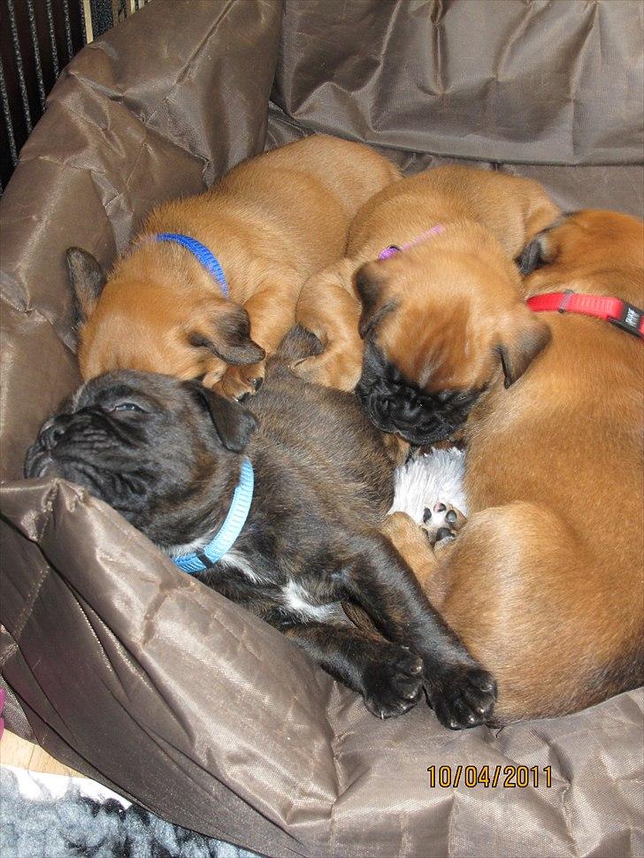 Boxer High On Life's Akaya billede 15