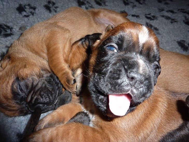 Boxer High On Life's Akaya billede 16