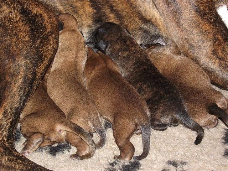 Boxer High On Life's Akaya billede 17