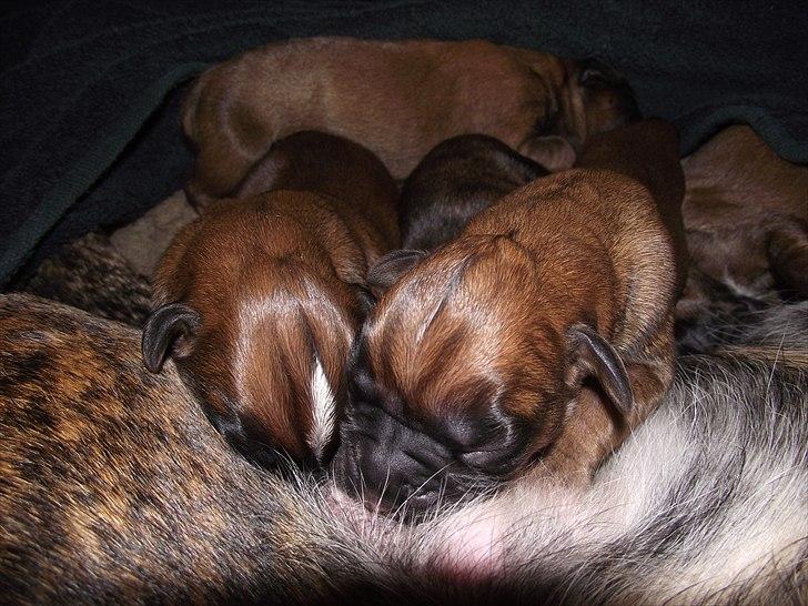 Boxer High On Life's Akaya billede 18