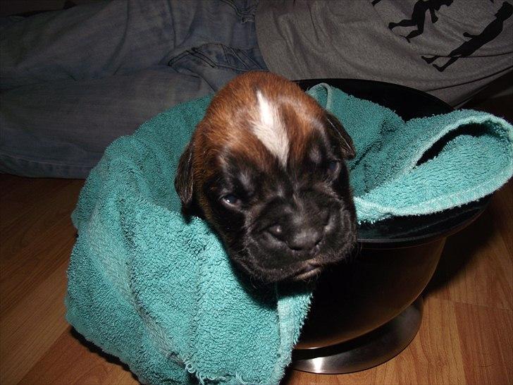 Boxer High On Life's Akaya billede 19