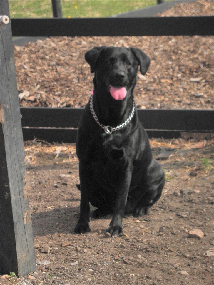 Labrador retriever Kiki *Dragen* - Ude på rideskolen.
- En af de få dage, hun er med!:) billede 8