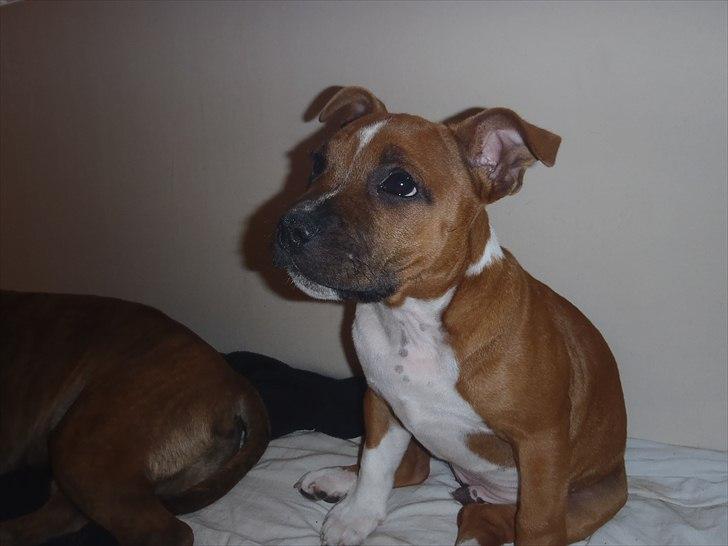 Staffordshire bull terrier Kronsäter's Garfield - Cooper billede 14