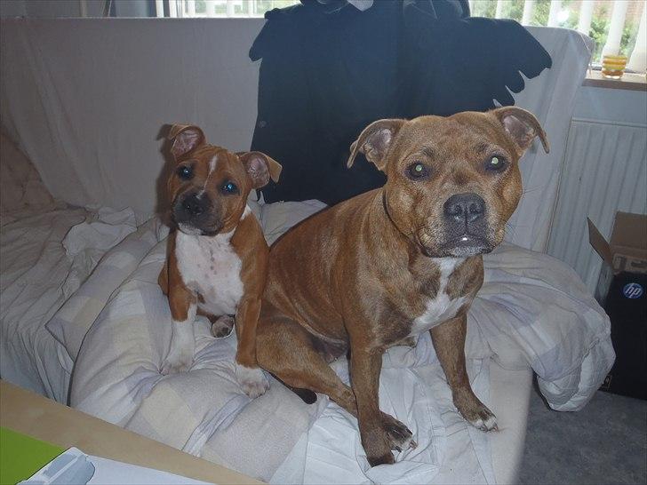 Staffordshire bull terrier Kronsäter's Garfield - Cooper - Hailie & Cooper i gæstesengen :) billede 15