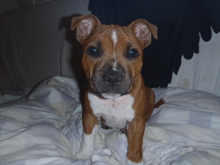 Staffordshire bull terrier Kronsäter's Garfield - Cooper - coopsen <3  billede 16