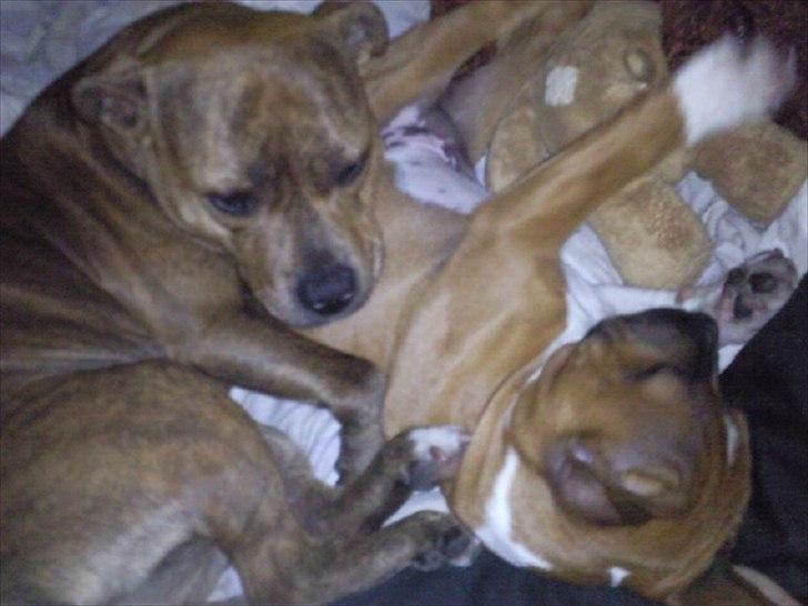 Staffordshire bull terrier Kronsäter's Garfield - Cooper - Morgen hygge <3 billede 17