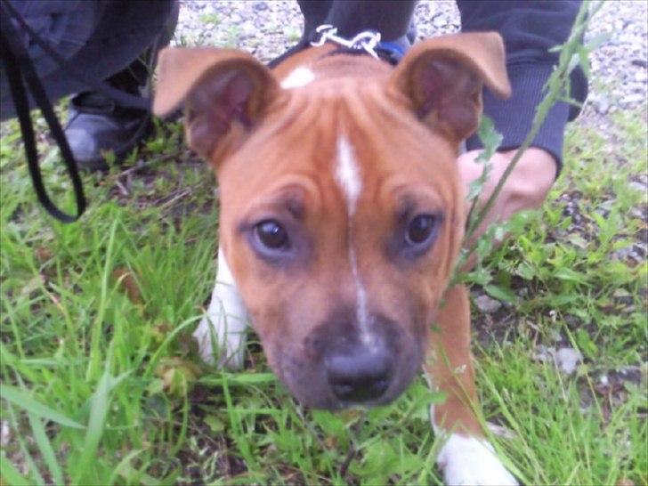 Staffordshire bull terrier Kronsäter's Garfield - Cooper - Cooper til Skt. Hans  billede 18