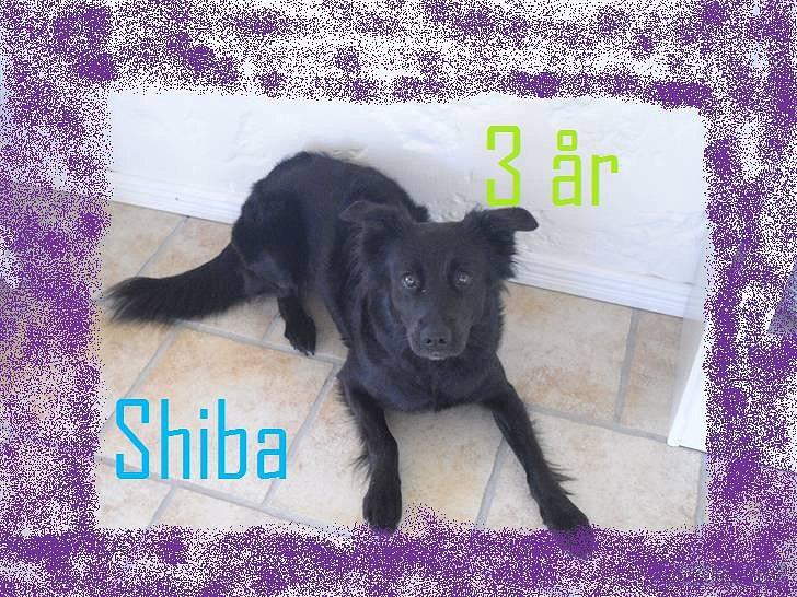 Blanding af racer Shiba - Velkommen til Shiba's profil! Læg gerne en kommentar og en bedømmelse! billede 2