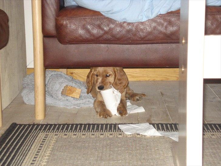 Cocker spaniel Hr. Larsen - Mmmmmm... Toiletpapir billede 6
