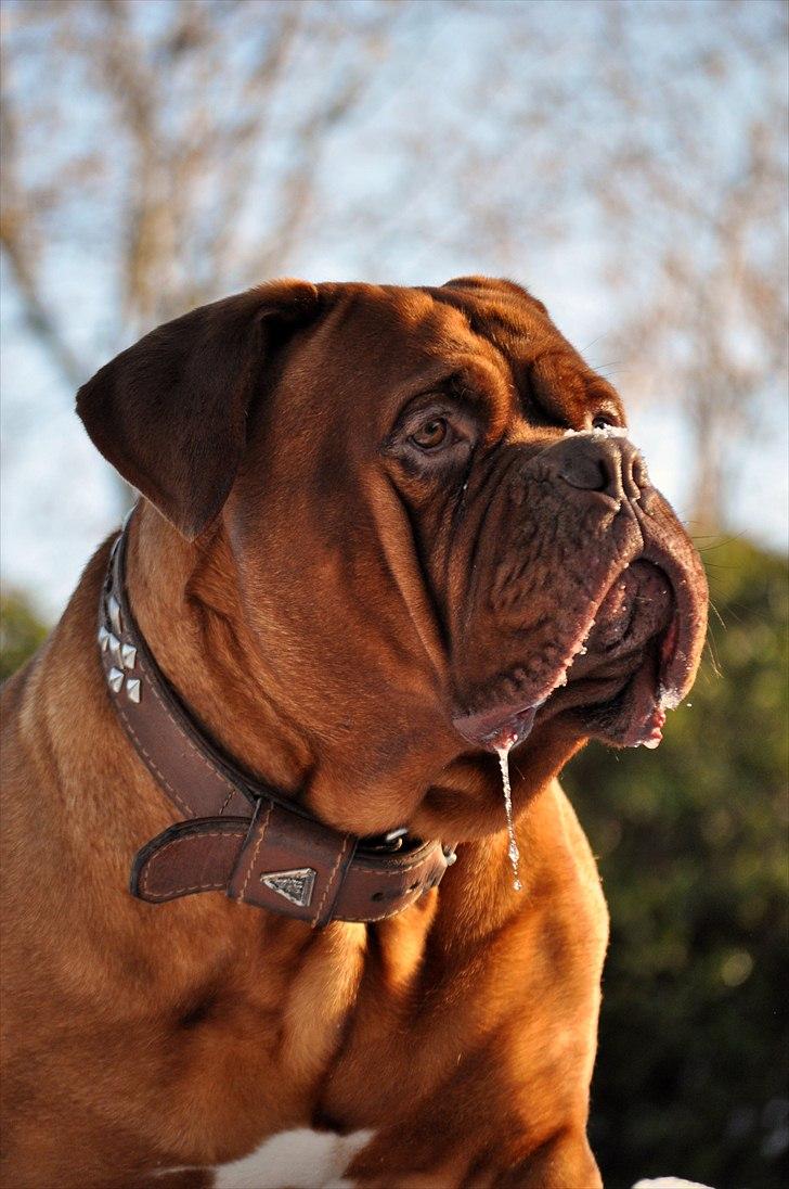 Dogue de bordeaux Rock - Wow! Smukke savlende hund<3 billede 6