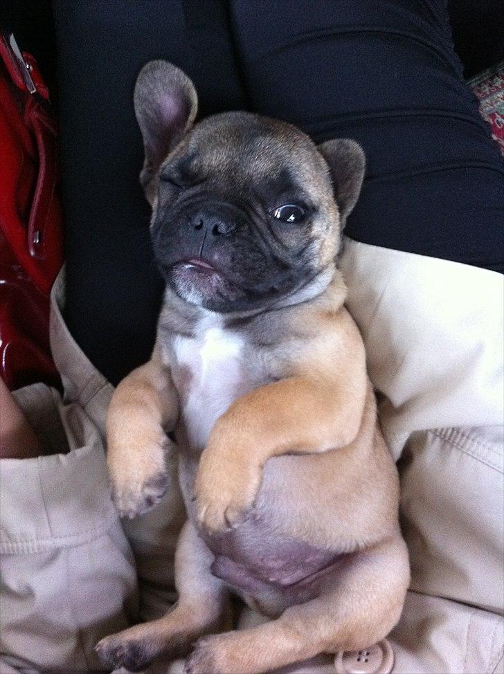 Fransk bulldog Muttley - 13 uger - halv-sover billede 10