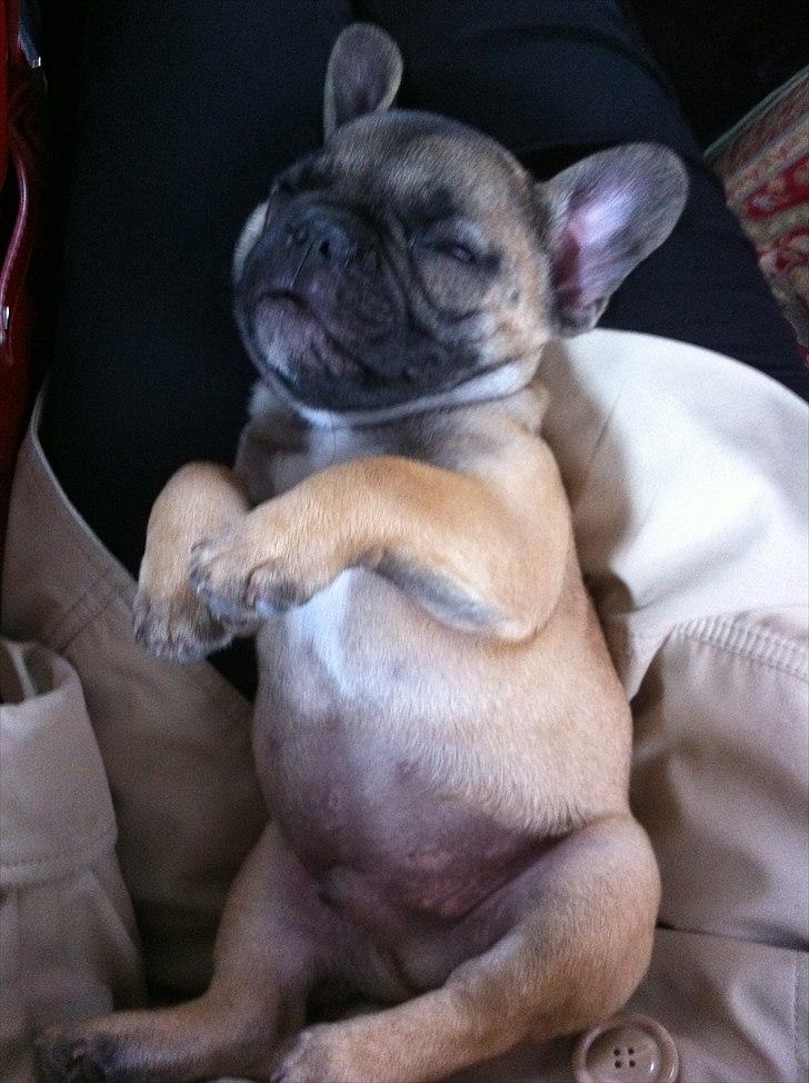 Fransk bulldog Muttley billede 11