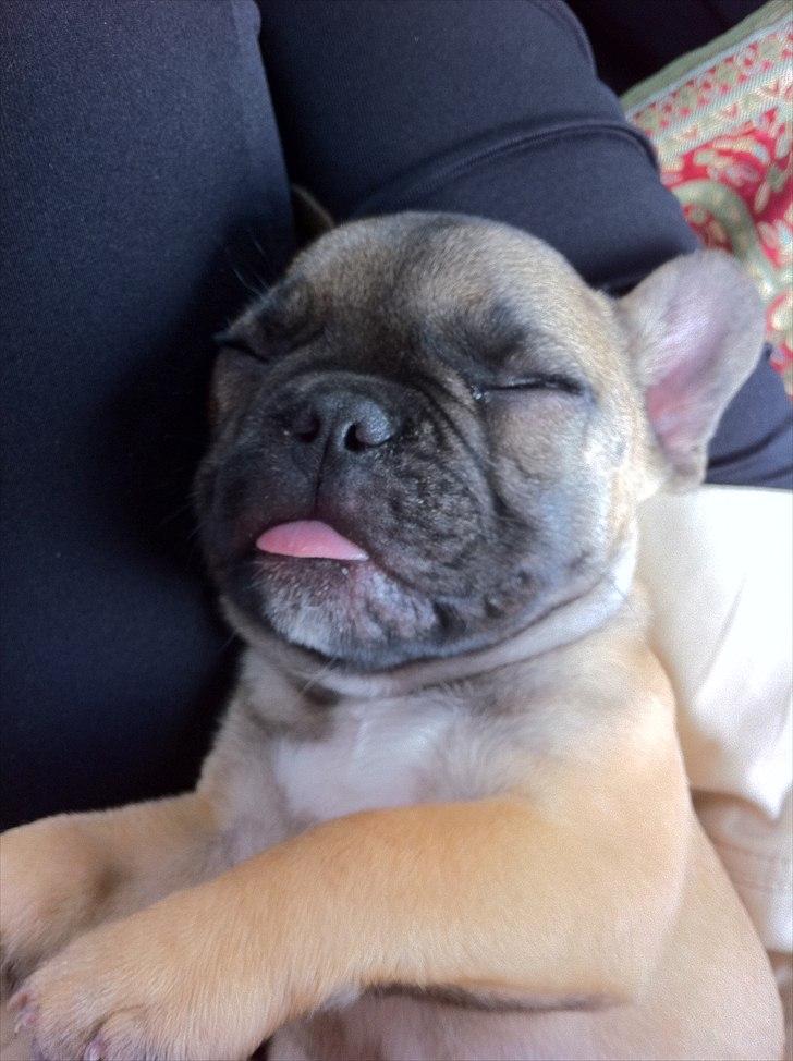 Fransk bulldog Muttley billede 12