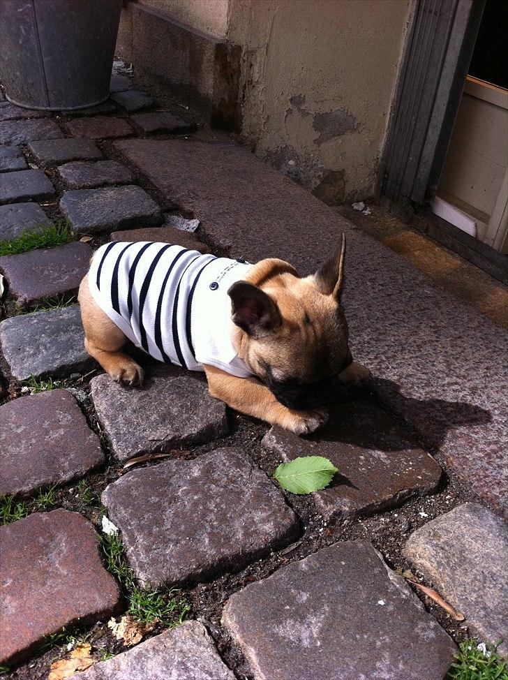 Fransk bulldog Muttley - Muttley i sin nye t-shirt. Den kan han godt lide :) billede 13