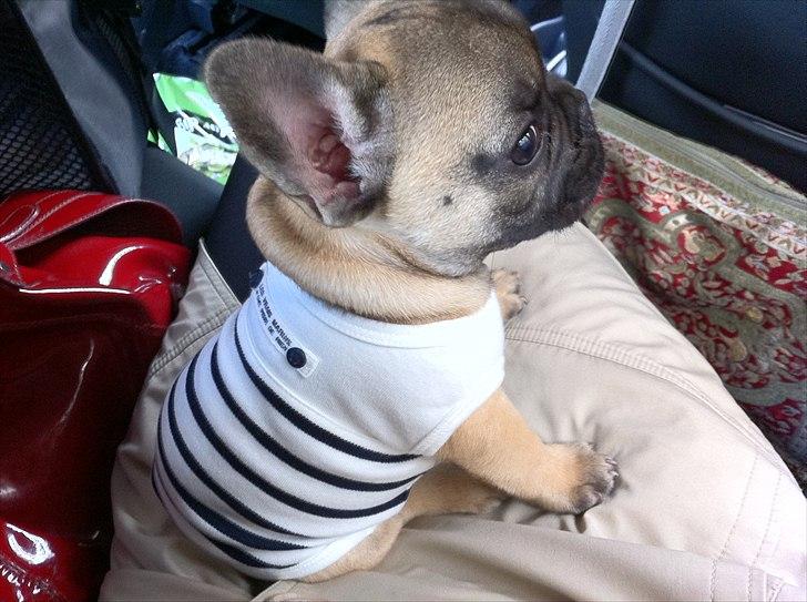 Fransk bulldog Muttley billede 14