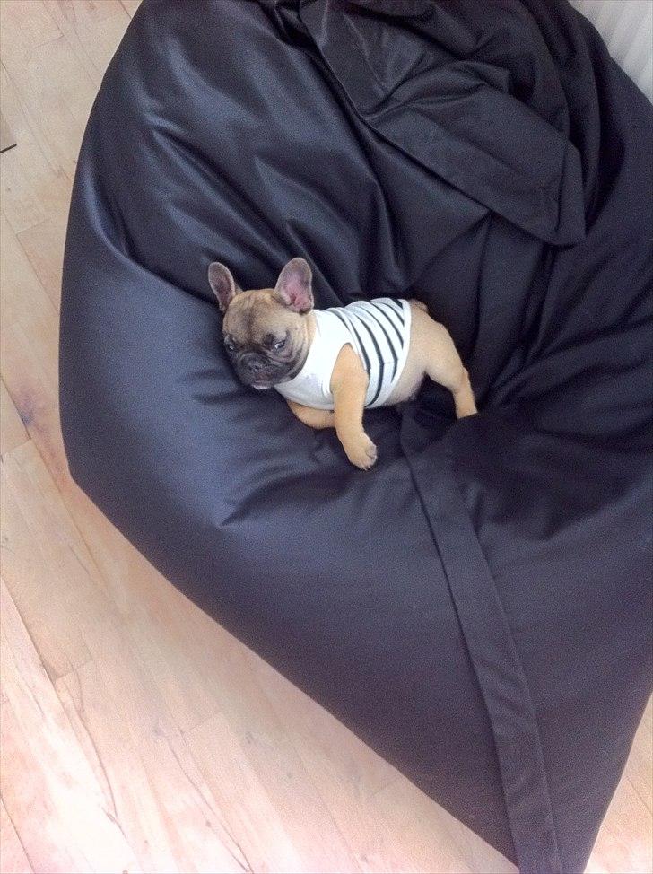 Fransk bulldog Muttley billede 15