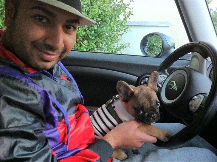 Fransk bulldog Muttley - Ude at køre en tur :) billede 16