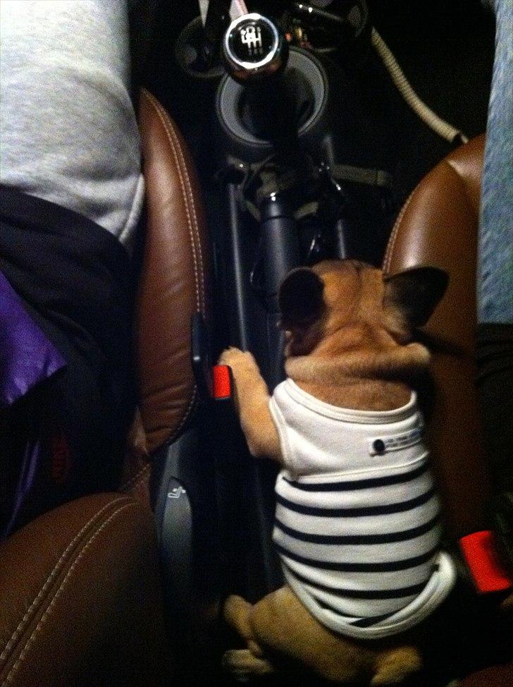 Fransk bulldog Muttley - Hvorfor skal man da også ligge og sove på mors bløde skød, når man kan ligge på håndbremsen???! billede 17