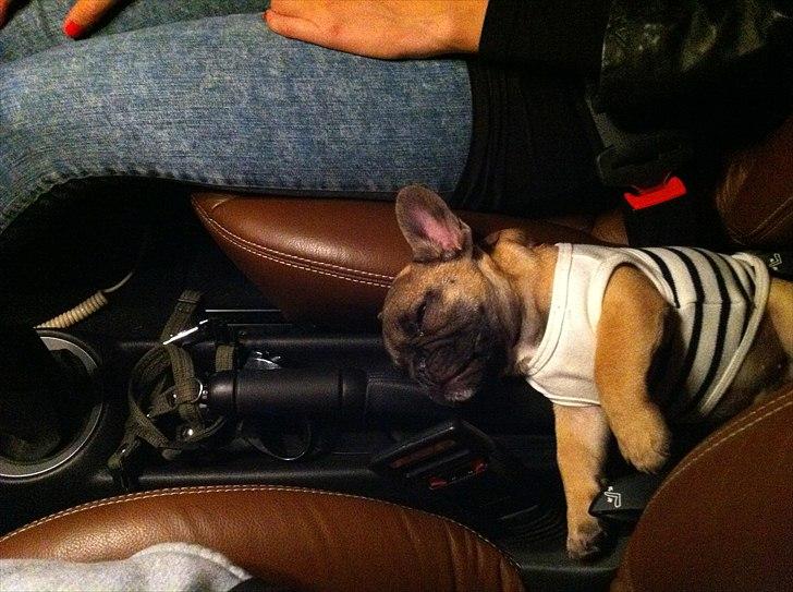 Fransk bulldog Muttley - Muttley valgte selv sin "seng" billede 18