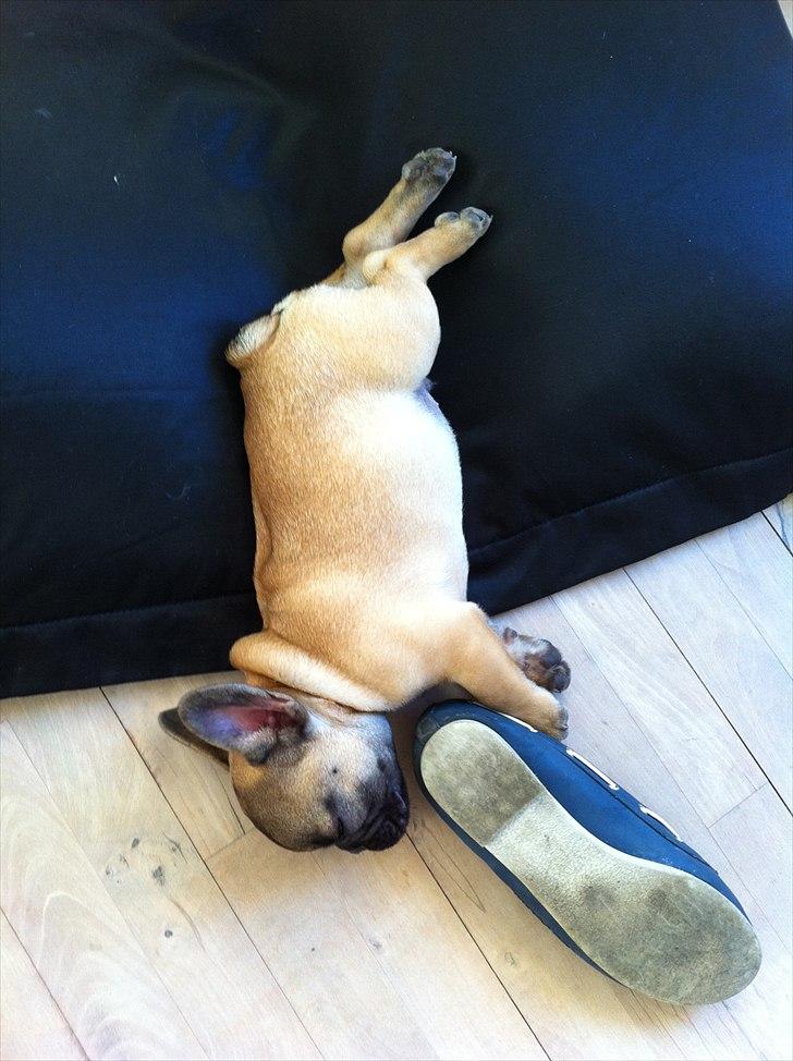 Fransk bulldog Muttley - Efter leg med mors sko, faldt han bare pludselig i søvn midt i legen :o) billede 19