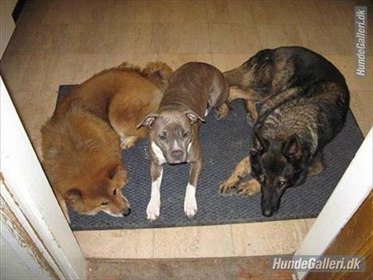 Schæferhund Vito R.I.P vild i fred. billede 13