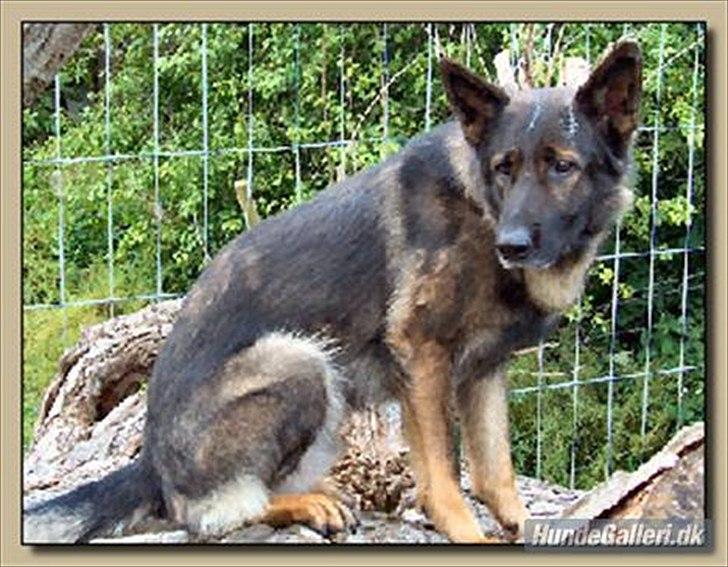 Schæferhund Vito R.I.P vild i fred. billede 14