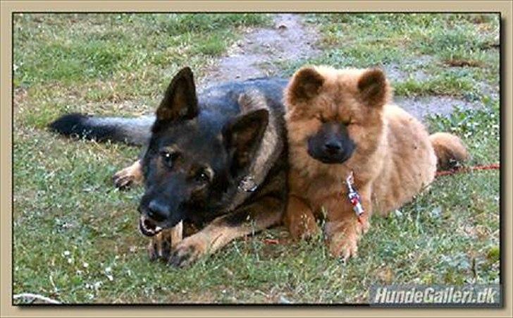 Schæferhund Vito R.I.P vild i fred. billede 1