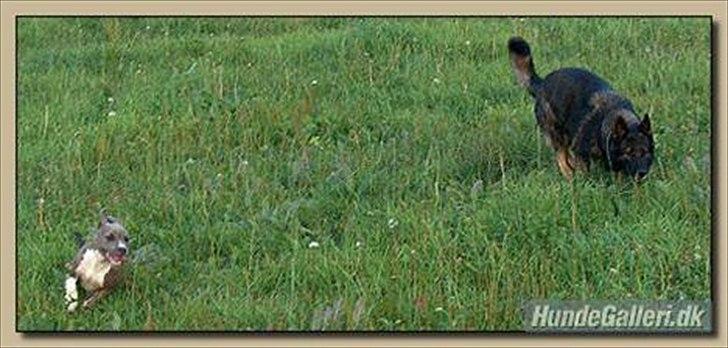 Schæferhund Vito R.I.P vild i fred. billede 15