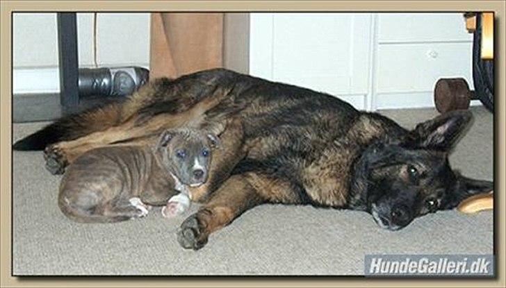 Schæferhund Vito R.I.P vild i fred. billede 8