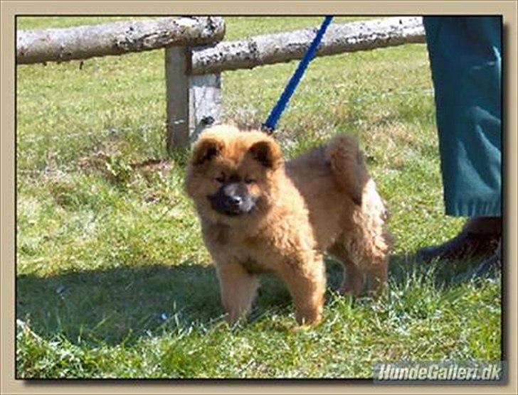 Eurasier Anna billede 15