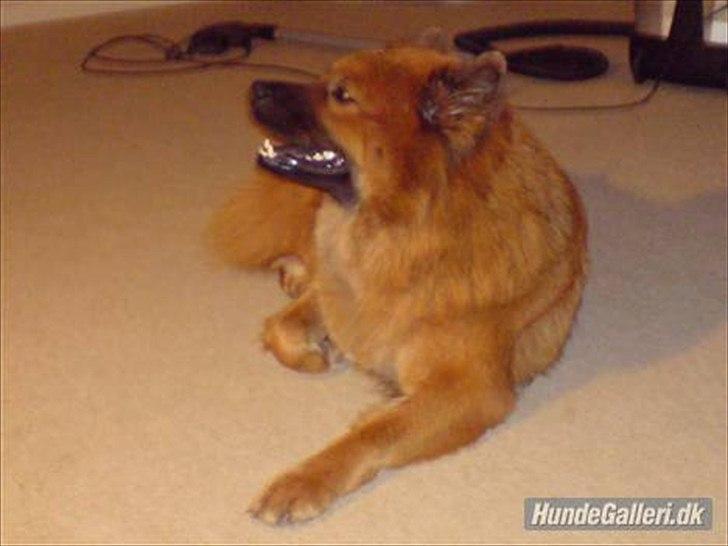 Eurasier Anna billede 17