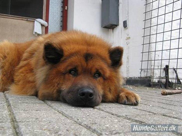 Eurasier Anna billede 18
