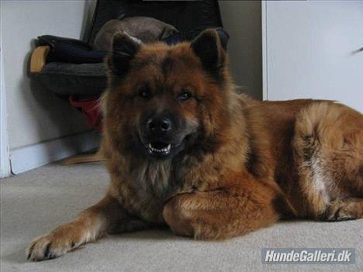 Eurasier Anna billede 20