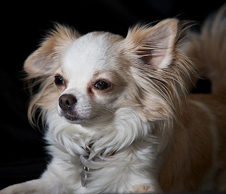 Chihuahua Diva Aka Pølsen - Juni 2011 billede 3