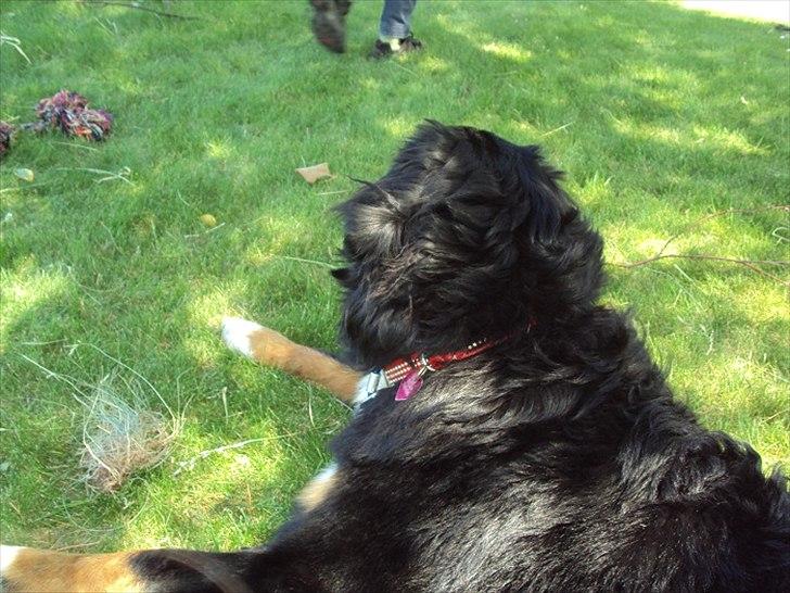 Berner sennenhund Selma billede 12