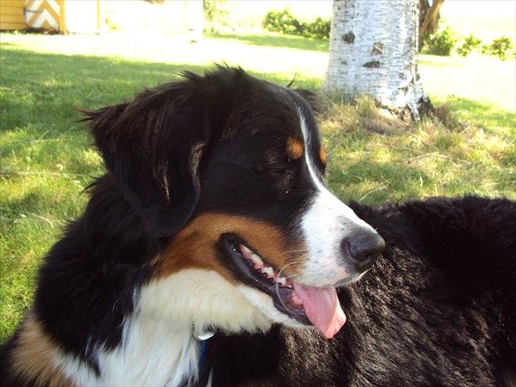 Berner sennenhund Selma billede 14