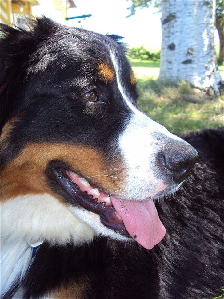 Berner sennenhund Selma billede 15